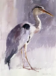 Grey Heron, 1987